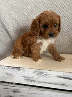 Maple, a female Cavapoo for sale in Shipshewana, IN – 8 of 9