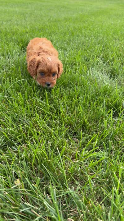 Maple, a female Cavapoo for sale in Shipshewana, IN – 9 of 9