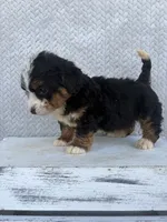 Summer, a female Miniature Bernedoodle for sale in Shipshewana, IN – 5 of 8