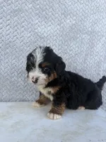 Summer, a female Miniature Bernedoodle for sale in Shipshewana, IN – 4 of 8