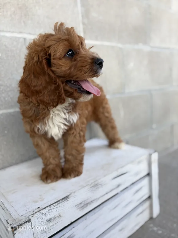 Teddy – Cavapoo puppy for sale in Shipshewana, IN