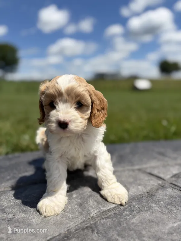 Toby – Cavapoo puppy for sale in Shipshewana, IN