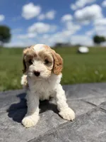 Toby, a male Cavapoo for sale in Shipshewana, IN – 1 of 8