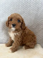 Maggie, a female Cavapoo for sale in Shipshewana, IN – 2 of 8