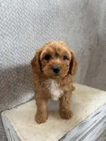 Milo, a male Cavapoo for sale in Shipshewana, IN – 6 of 8