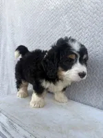 Skye, a female Miniature Bernedoodle for sale in Shipshewana, IN – 2 of 9