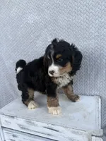 Shane, a male Miniature Bernedoodle for sale in Shipshewana, IN – 6 of 9