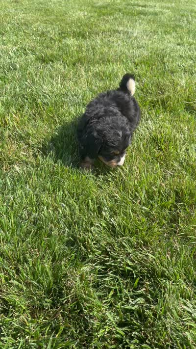 Sadie, a female Miniature Bernedoodle for sale in Shipshewana, IN – 10 of 10