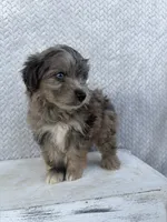 Charlie, a male Miniature Aussiedoodle for sale in Shipshewana, IN – 5 of 8