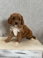 Maple, a female Cavapoo for sale in Shipshewana, IN – 6 of 9