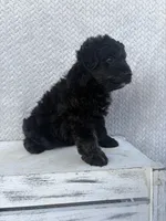 Chase, a male Miniature Aussiedoodle for sale in Shipshewana, IN – 5 of 9