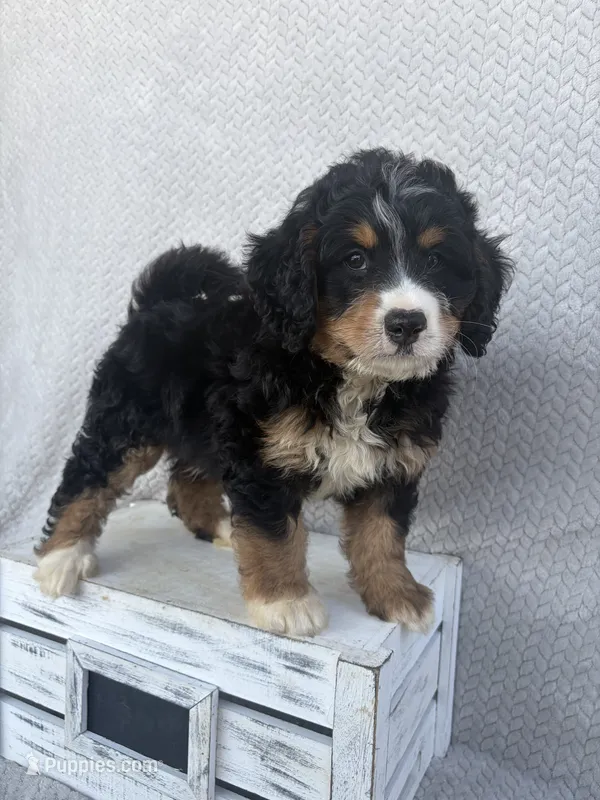 Shane – Miniature Bernedoodle puppy for sale in Shipshewana, IN