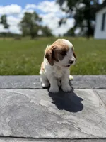 Theo, a male Cavapoo for sale in Shipshewana, IN – 7 of 9