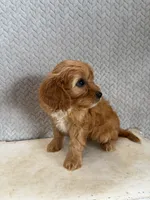 Maya, a female Cavapoo for sale in Shipshewana, IN – 4 of 9