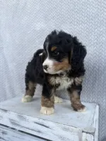 Shane, a male Miniature Bernedoodle for sale in Shipshewana, IN – 3 of 9