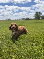 Teddy, a male Cavapoo for sale in Shipshewana, IN – 5 of 8