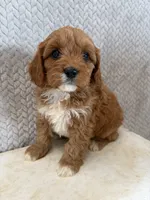 Maggie, a female Cavapoo for sale in Shipshewana, IN – 4 of 8