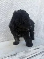 Chase, a male Miniature Aussiedoodle for sale in Shipshewana, IN – 2 of 9