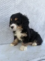 Sadie, a female Miniature Bernedoodle for sale in Shipshewana, IN – 7 of 10