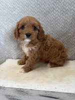 Maggie, a female Cavapoo for sale in Shipshewana, IN – 6 of 8