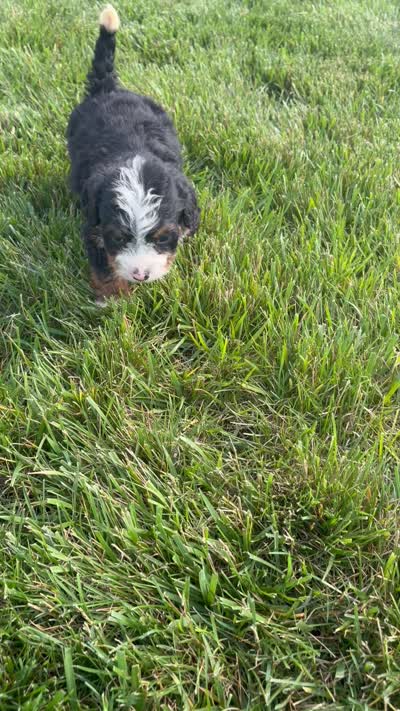 Summer, a female Miniature Bernedoodle for sale in Shipshewana, IN – 8 of 8