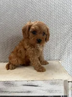 Max, a male Cavapoo for sale in Shipshewana, IN – 2 of 8