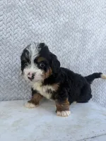 Summer, a female Miniature Bernedoodle for sale in Shipshewana, IN – 2 of 8