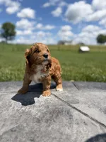 Teddy, a male Cavapoo for sale in Shipshewana, IN – 4 of 8