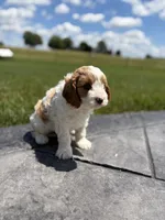 Theo, a male Cavapoo for sale in Shipshewana, IN – 8 of 9