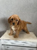 Milo, a male Cavapoo for sale in Shipshewana, IN – 7 of 8