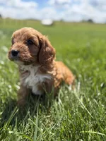 Teddy, a male Cavapoo for sale in Shipshewana, IN – 3 of 8