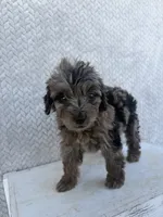 Clover, a female Miniature Aussiedoodle for sale in Shipshewana, IN – 2 of 10