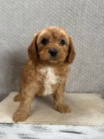 Milo, a male Cavapoo for sale in Shipshewana, IN – 2 of 8