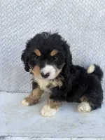 Sadie, a female Miniature Bernedoodle for sale in Shipshewana, IN – 1 of 10
