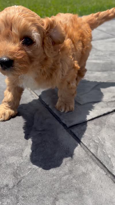 Tucker, a male Cavapoo for sale in Shipshewana, IN – 9 of 9