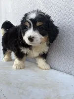 Skye, a female Miniature Bernedoodle for sale in Shipshewana, IN – 6 of 9