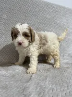 Alex , a male Miniature Bernedoodle for sale in Shipshewana, IN – Photo 4 of 9