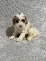 Alex , a male Miniature Bernedoodle for sale in Shipshewana, IN – Photo 7 of 9