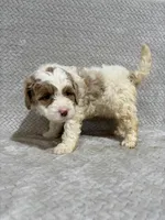 Alex , a male Miniature Bernedoodle for sale in Shipshewana, IN – Photo 6 of 9