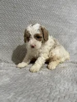 Alex , a male Miniature Bernedoodle for sale in Shipshewana, IN – Photo 2 of 9