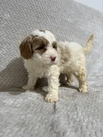 Alex , a male Miniature Bernedoodle for sale in Shipshewana, IN – Photo 5 of 9