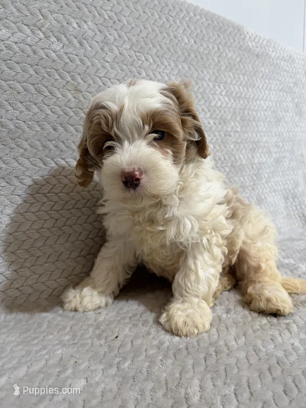 Alex  – Miniature Bernedoodle puppy for sale in Shipshewana, IN