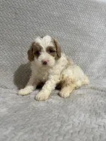 Alex , a male Miniature Bernedoodle for sale in Shipshewana, IN – Photo 8 of 9