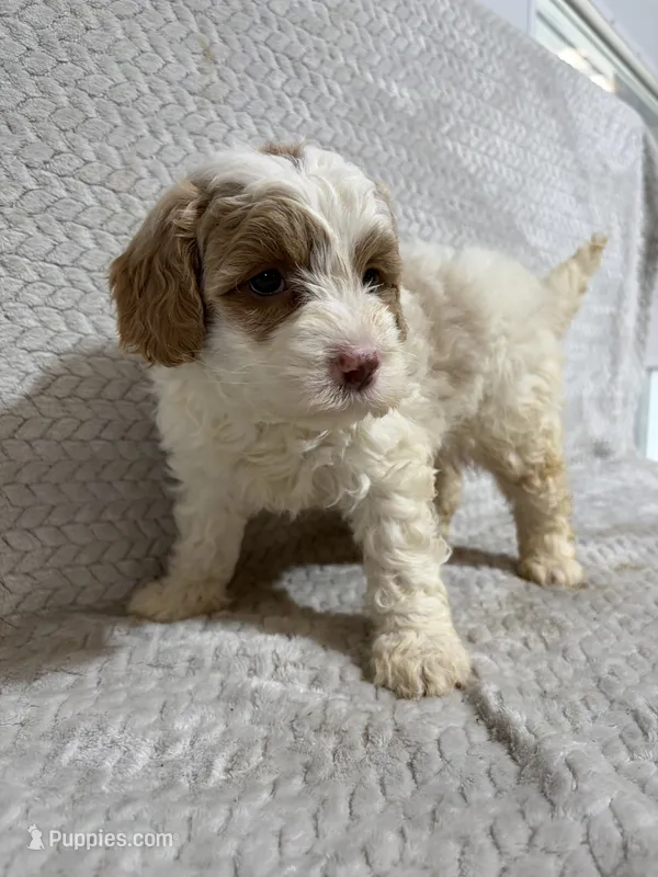 Alex  – Miniature Bernedoodle puppy for sale in Shipshewana, IN