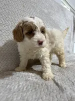 Alex , a male Miniature Bernedoodle for sale in Shipshewana, IN – Photo 1 of 9