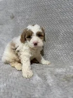 Alex , a male Miniature Bernedoodle for sale in Shipshewana, IN – Photo 9 of 9
