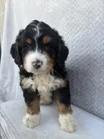 Sawyer, a male Miniature Bernedoodle for sale in Shipshewana, IN – 2 of 9