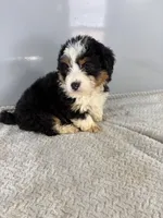 processed/9f65e01c-157f-4726-afdc-a786ca2391d8/listing/ff0428a2-1ae9-46b7-b726-417dba71f058/fe64a117-bbe3-4d51-b653-35b7068a1c62