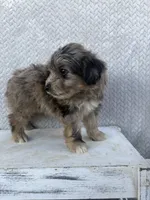 Charlie, a male Miniature Aussiedoodle for sale in Shipshewana, IN – 7 of 8