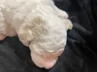 processed/9f6cf56a-97c3-4e23-bb08-36259d96f82b/listing/08498847-b52f-4aab-9211-b6372c5830fb/2ec078d9-a9a3-46e8-adf5-61a6bb29ce77